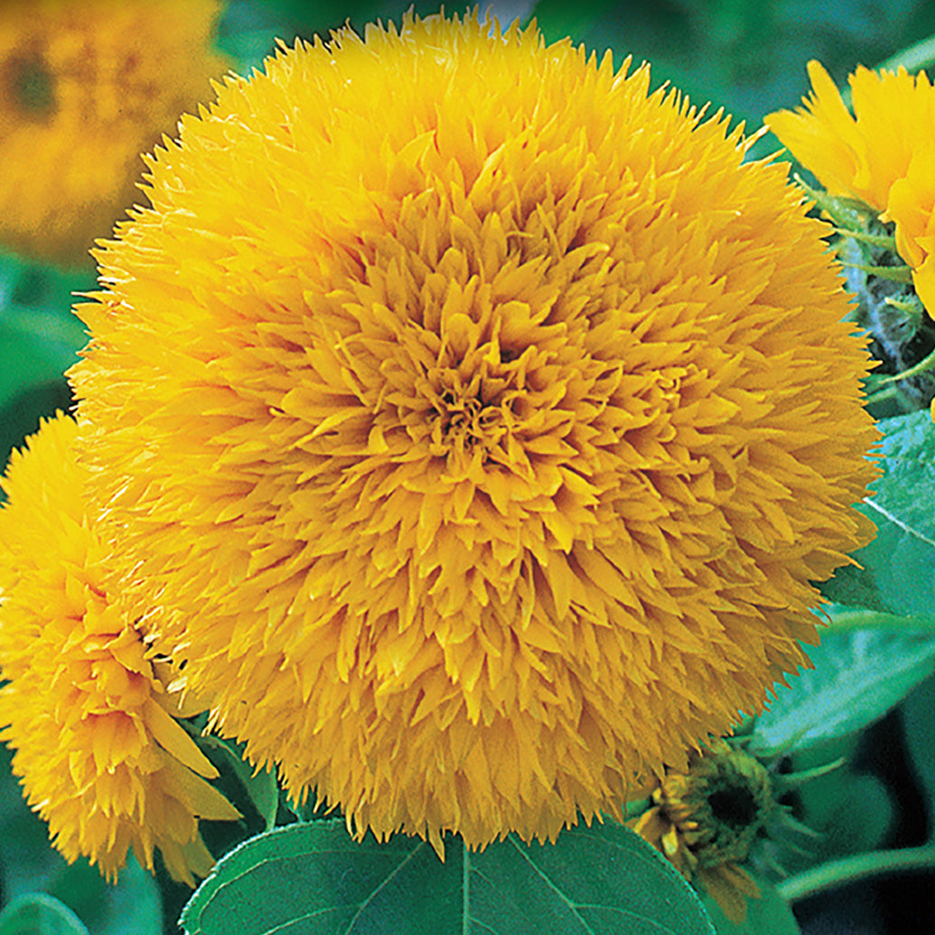 Close-up image of a yellow sunflower with a fluffy, rayed flower head.